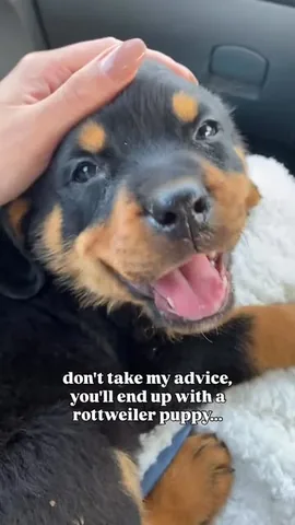 hudsonlerottie Instagram post about Rottweiler puppy ownership