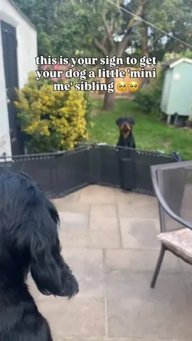 hudsonlerottie Instagram post about Adding another dog
