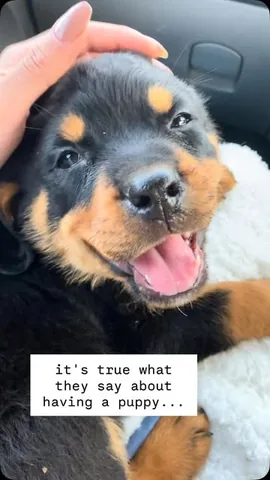 hudsonlerottie Instagram post about Dog birthday