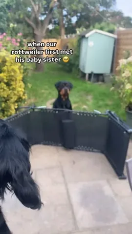 hudsonlerottie Instagram post about Dogs meeting