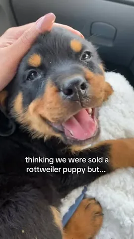 hudsonlerottie Instagram post about Rottweiler humor