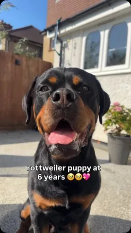 hudsonlerottie Instagram post about Dog growing up