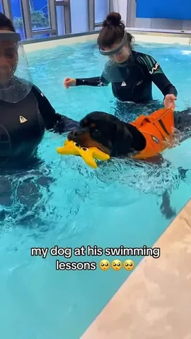 hudsonlerottie Instagram post about Rottweilers and water