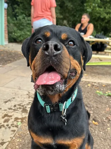 Hudson the Rottweiler | London UK 🐾 Instagram post thumbnail