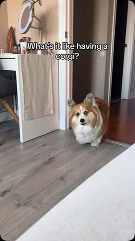 hudsonthefluffycorgi Instagram post about Corgi behavior