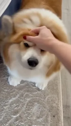 hudsonthefluffycorgi Instagram post about Human dog companionship