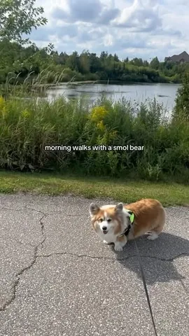 hudsonthefluffycorgi Instagram post about Corgi movement