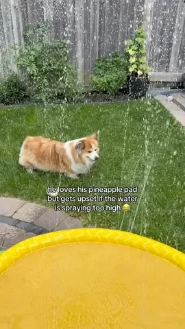 hudsonthefluffycorgi Instagram post about Corgi reaction to water