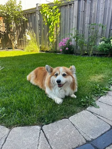 hudsonthefluffycorgi Instagram post about Corgi summer relaxation