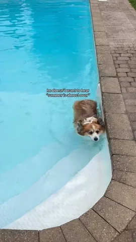 hudsonthefluffycorgi Instagram post about Shared reluctance