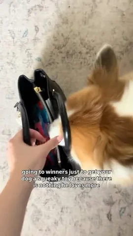 hudsonthefluffycorgi Instagram post about Corgi movement
