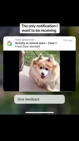hudsonthefluffycorgi Instagram post about Corgi entertainment