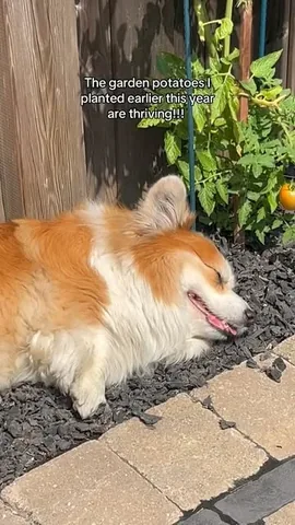 hudsonthefluffycorgi Instagram post about Corgi and gardening humor