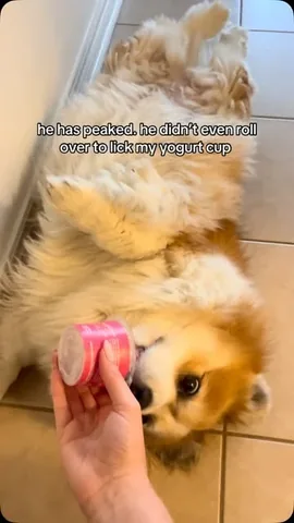 hudsonthefluffycorgi Instagram post about Corgi lounging