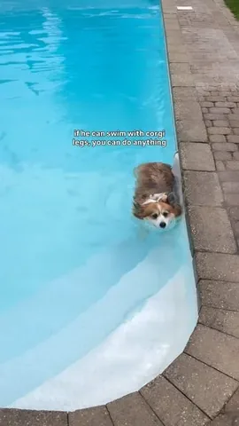 hudsonthefluffycorgi Instagram post about Corgi movement