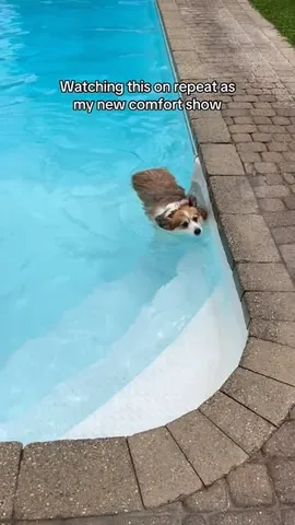 hudsonthefluffycorgi Instagram post about Corgi lounging