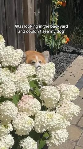 hudsonthefluffycorgi Instagram post about Corgi lounging