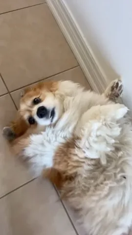 hudsonthefluffycorgi Instagram post about Pet household lifestyle