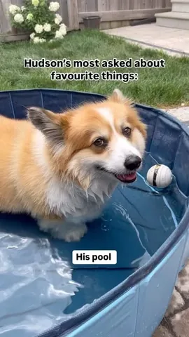 hudsonthefluffycorgi Instagram post about Recommended pet products