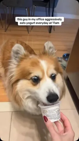 hudsonthefluffycorgi Instagram post about Corgi behavior