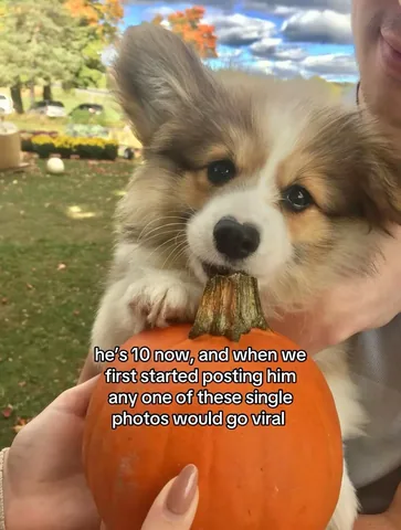 hudsonthefluffycorgi Instagram post about Hudson’s online history