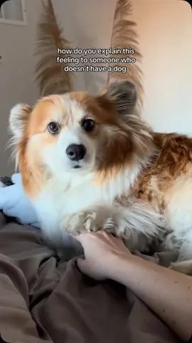 hudsonthefluffycorgi Instagram post about Corgi expression