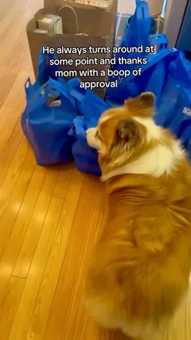 hudsonthefluffycorgi Instagram post about Corgi personality