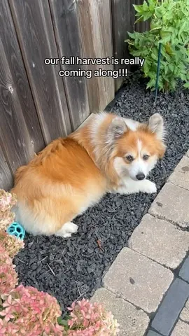 hudsonthefluffycorgi Instagram post about Corgi daily behavior