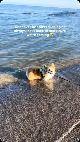 hudsonthefluffycorgi Instagram post about Dog companionship