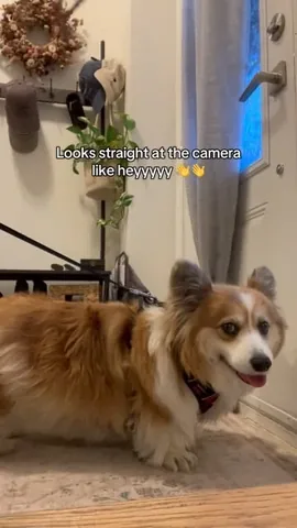 Hudson the Fluffy Corgi Instagram post thumbnail