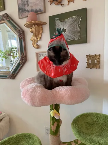 isle7crossing Instagram post about Cat companionship