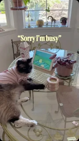 isle7crossing Instagram post about Cats at home