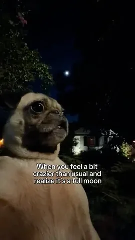 itsdougthepug Instagram post about Full moon humor