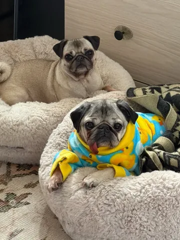 itsdougthepug Instagram post about Doug and Dory’s home life