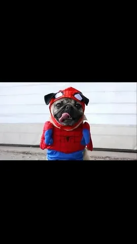 itsdougthepug Instagram post about Spider Pug nostalgia