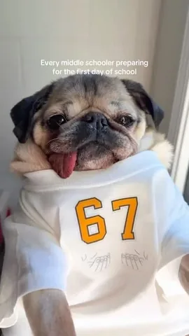 itsdougthepug Instagram post about Back to school humor