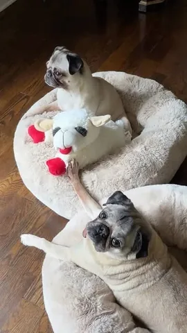 itsdougthepug Instagram post about Dog comfort toy