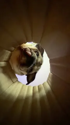 itsdougthepug Instagram post about Pug ASMR