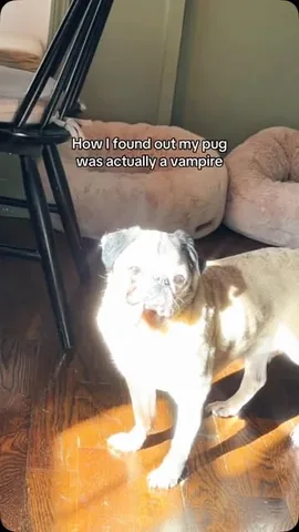 itsdougthepug Instagram post about Twilight themed pug humor