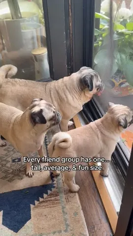 itsdougthepug Instagram post about Pug variety humor