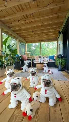 itsdougthepug Instagram post about Lamby toy collection