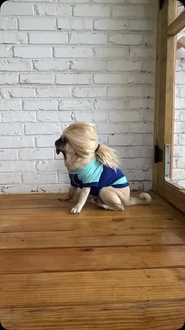 itsdougthepug Instagram post about Haaland and pug comparison