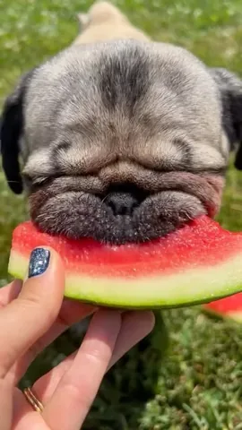itsdougthepug Instagram post about Watermelon barbecue humor