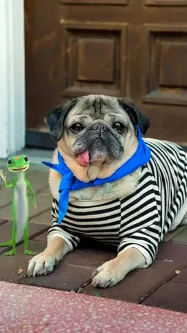 itsdougthepug Instagram post about Doug the Pug in a commercial