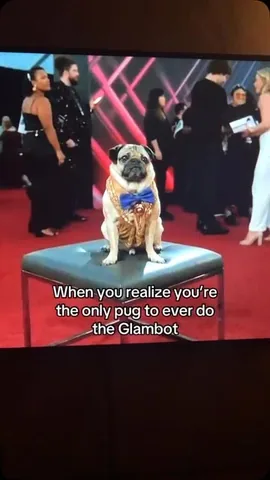 itsdougthepug Instagram post about Glam bot appearance