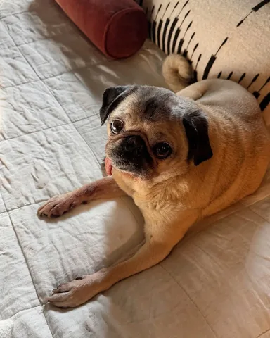 itsdougthepug Instagram post about Doug and Dory at home