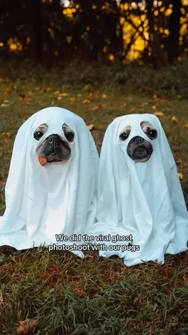 itsdougthepug Instagram post about Ghost themed dog photoshoot