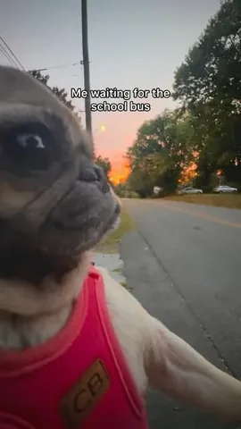 itsdougthepug Instagram post about Back to school dog humor