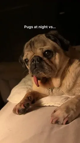 itsdougthepug Instagram post about Relatable pug humor