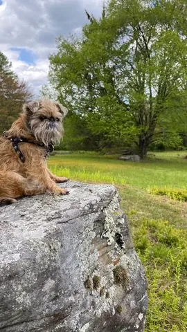 ittystagram Instagram post about Pet memorial